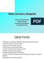 06 Plexo Cervical y Braquial