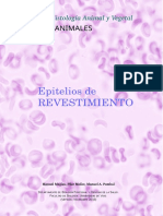 Guía de histología epitelial