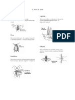 Dra1 - Entomologia Forestal