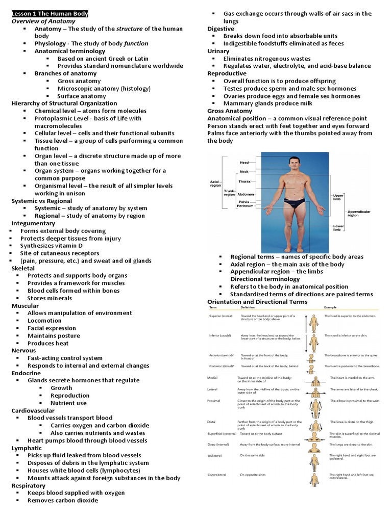 Human Body Anatomy Overview | PDF | Vertebral Column | Vertebra