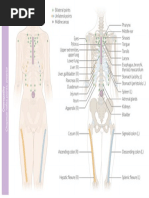 Osteopathy - Chapman's Reflex Points - Anterior | PDF