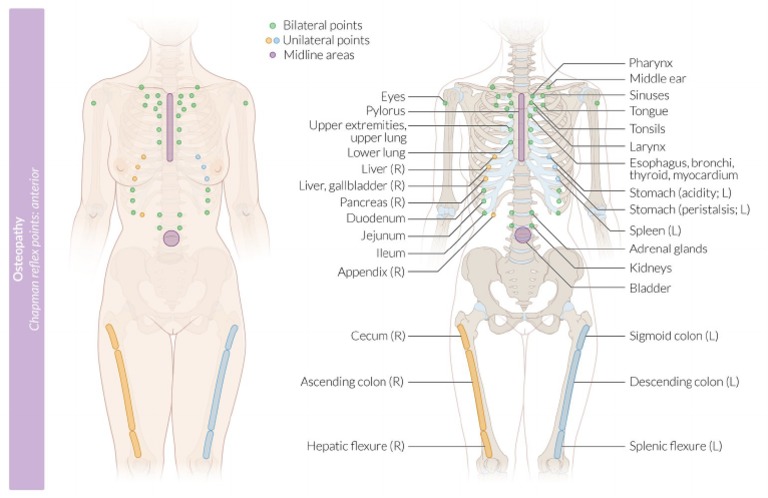 チャップマン反射 Chapman's Reflexes ハンドブック チャップマン反射