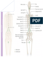 Osteopathy • Chapman's Reflex Points • Posterior