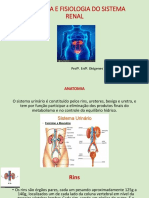Aula 13- Anatomia, Fisiologia, IRAC