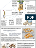 Columna Cervical