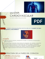 Sistema cardiovascular: estructura, función y circulación