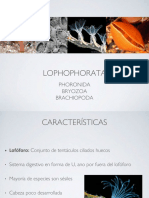 Lophophorata - Entoprocta