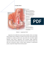 Anatomi PSMBB
