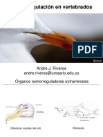 Osmoregulación en Vertebrados