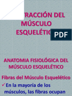 Contraccion Del Musculo Esqueletico