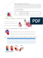 FICHA Sistema Circulatorio - para Llenar