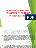 NOVENA-CLASE-FUNCIONAMIENTIO-DE-LOS-GENES-EN-TRIGO (1).pptx