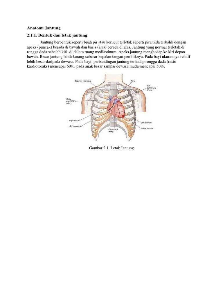 Anatomi Bentuk Dan Letak Jantung | PDF