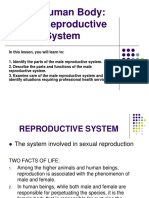 The Human Body: Male Reproductive System