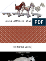 Anatomia-Veterinaria-Atlas.pdf