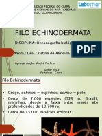 Filo Echinodermata: Estrelas-do-mar, Ofiuros e Our