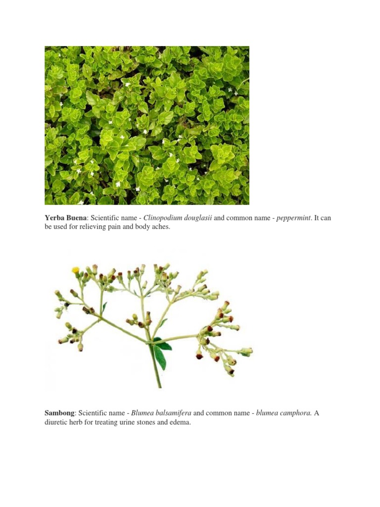 10 Medicinal Plants PDF