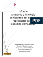 Anatomía Reproductiva Comparada de Especies Domésticas