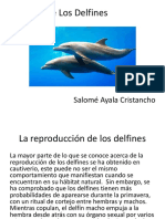 La Vida De Los Delfines.pptx