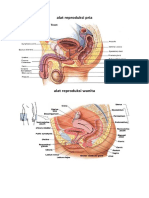 Alat Reproduksi Pria
