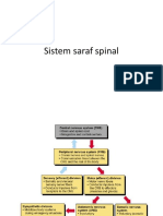 Sistem Saraf Spinal