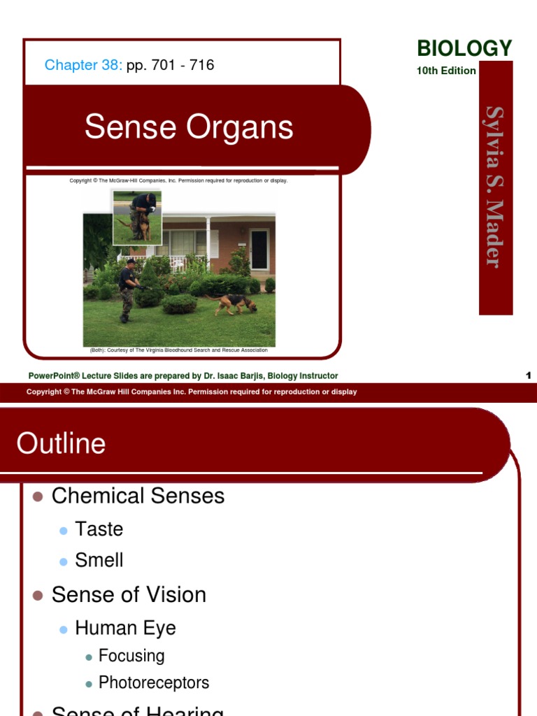 38 Lecture Animation | PDF | Ear | Auditory System