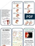 Triptico de La Fecundacion