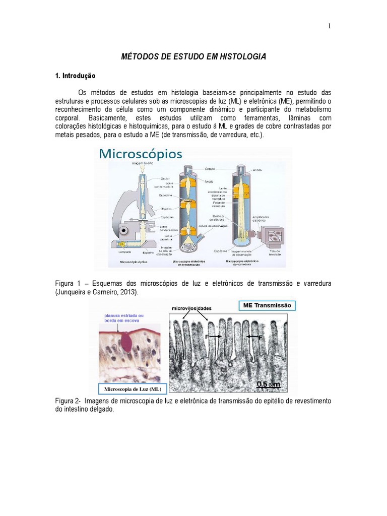 Microscopia Biomorfologia PDF | PDF | Histologia | Substancias químicas