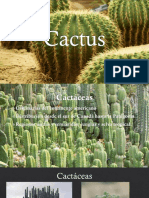 Cactus