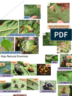 Hops Insect Cheat Sheet