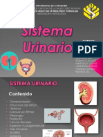 SISTEMA URINARIO. Modificaciones Finales Angelys