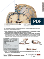 Meninges Anato