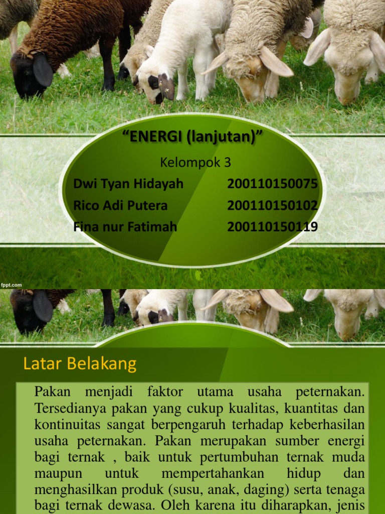 Sumber Energi Pakan Ternak Non Ruminansia | PDF