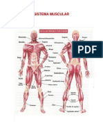 Trabajo Definitivo Muscular