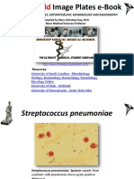 High Yield Image Plates Gross - Pathology