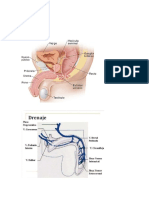 Aparato Reproductor Masculino