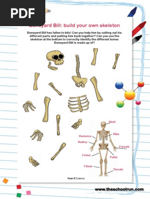 skeleton