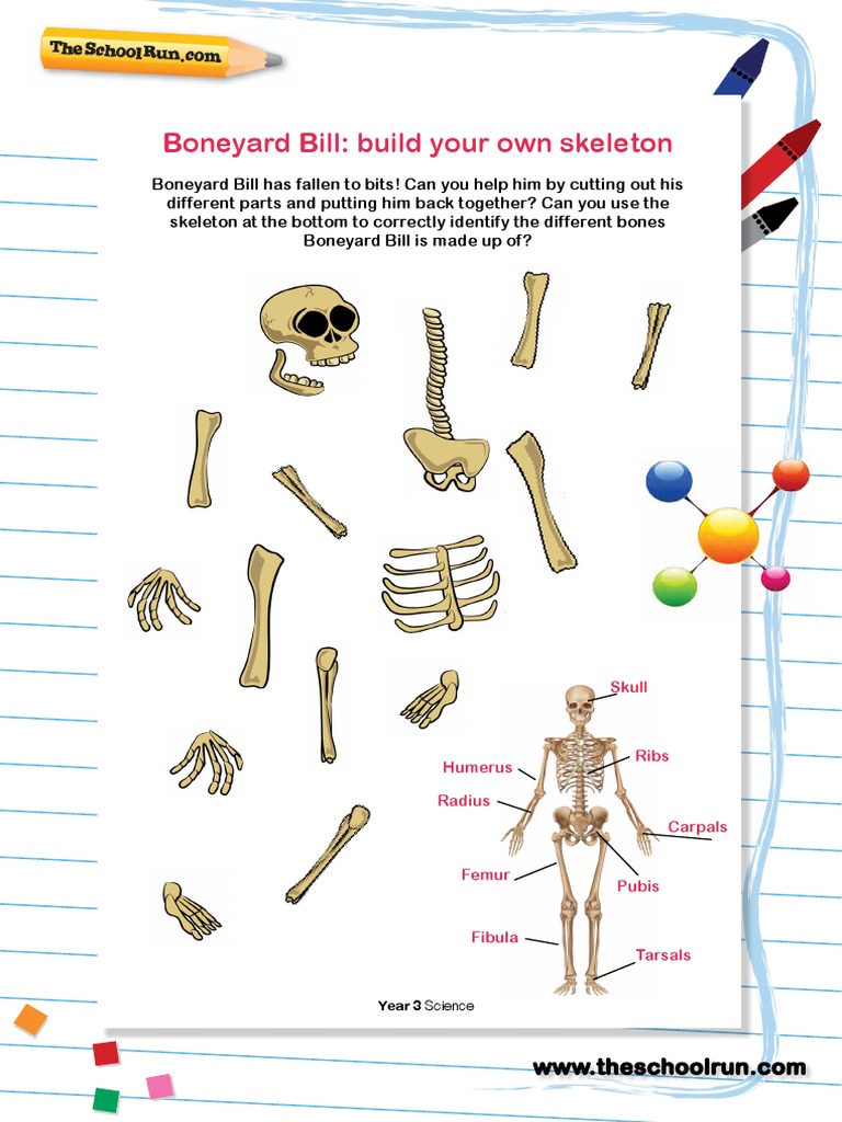 Build a Skeleton: Year 3 Science Activity | PDF