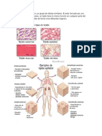 tejidos anatomicos