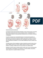 Anatomía Del Desarrollo Embrionario