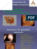 Anatomía de Glándula Mamaria