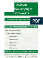 Division Anthocerophyta: Hornworts: (Gr. Anthos, Flower, +keras, Horn, + Phyton, Plant)