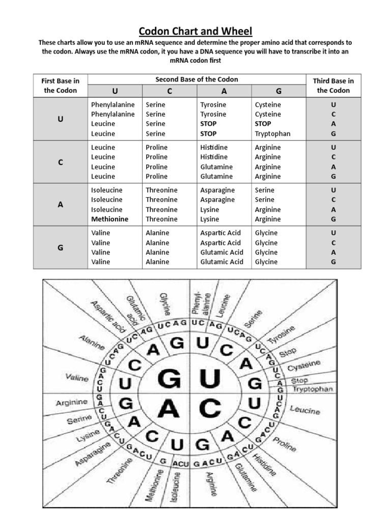 Codon Chart And Wheel Handout