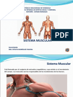 Sistema Muscular