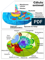 Celula Animal y Vegetal y Medios de Comunicacion