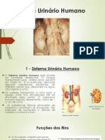 Sistema Urinário Humano