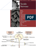 Tecido Nervoso e Muscular