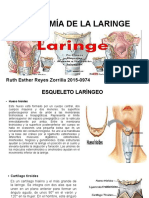Anatomia Laringe
