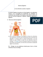 Sistema Digestivo