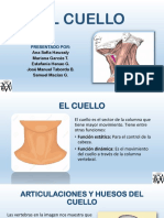 Articulaciones Cuello - Macroproyecto